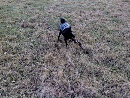 Venuz; bästa pinnen är den största pinnen!